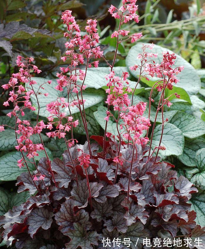 13种“漂亮花”,零下20度也冻不死它,大雪天依旧能开,又香又艳