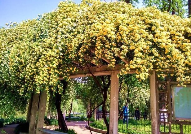 此花“我国第一香”,冰箱冻不死,开花240天不掉叶