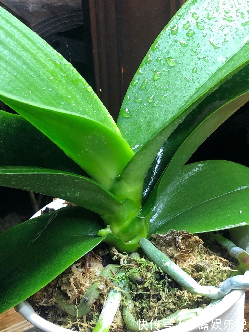 干旱|家里养6种花,把水浇得勤快了,容易烂根、黄叶,需要当心