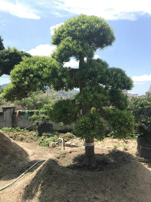 罗汉松|秋天碰到这2种树，找根树枝就能扦插，成活变成小盆栽，来年开花