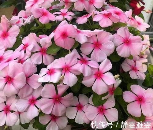 肥料|4种花很耐养，沾土就能活，一养就上瘾，抓紧养一盆