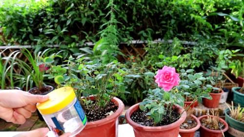 月季花施肥几个小技巧,花大色艳开花勤,简单有效还实用