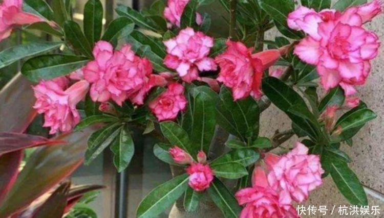 发财树|“四朵花”最适合懒人养,埋在土里就活,水疯狂地长,漂亮的开花期长