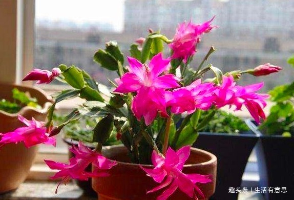 老花匠提醒想要蟹爪兰开花多,除了浇水和施肥,还有几点要注意