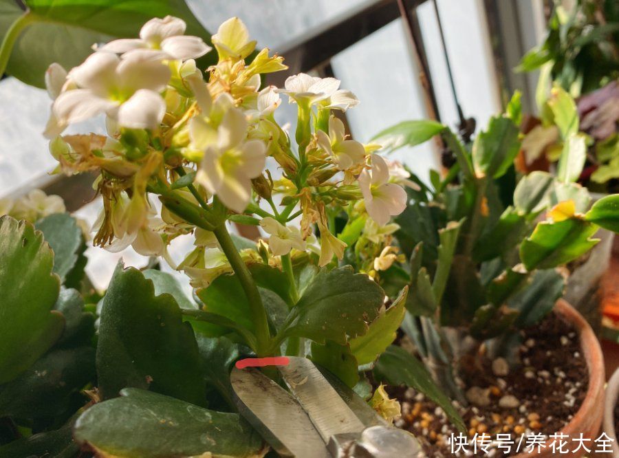 君子兰开完，会有3个“后遗症”，一定要重视