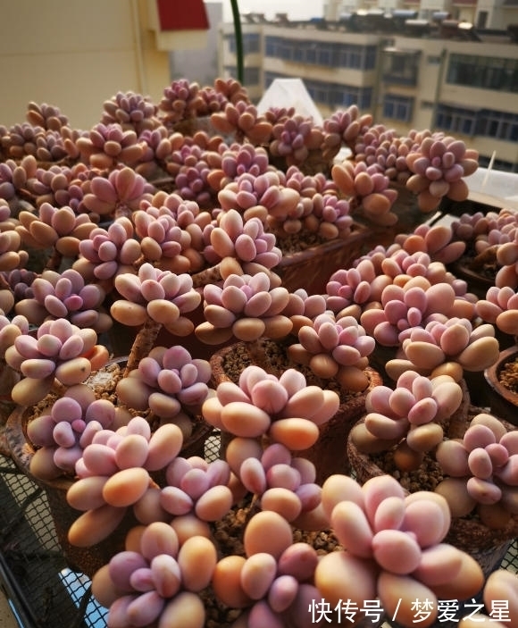 桃蛋养出“丸叶”，选用拇指盆，土里加点颗粒肥，嗖嗖胖成球