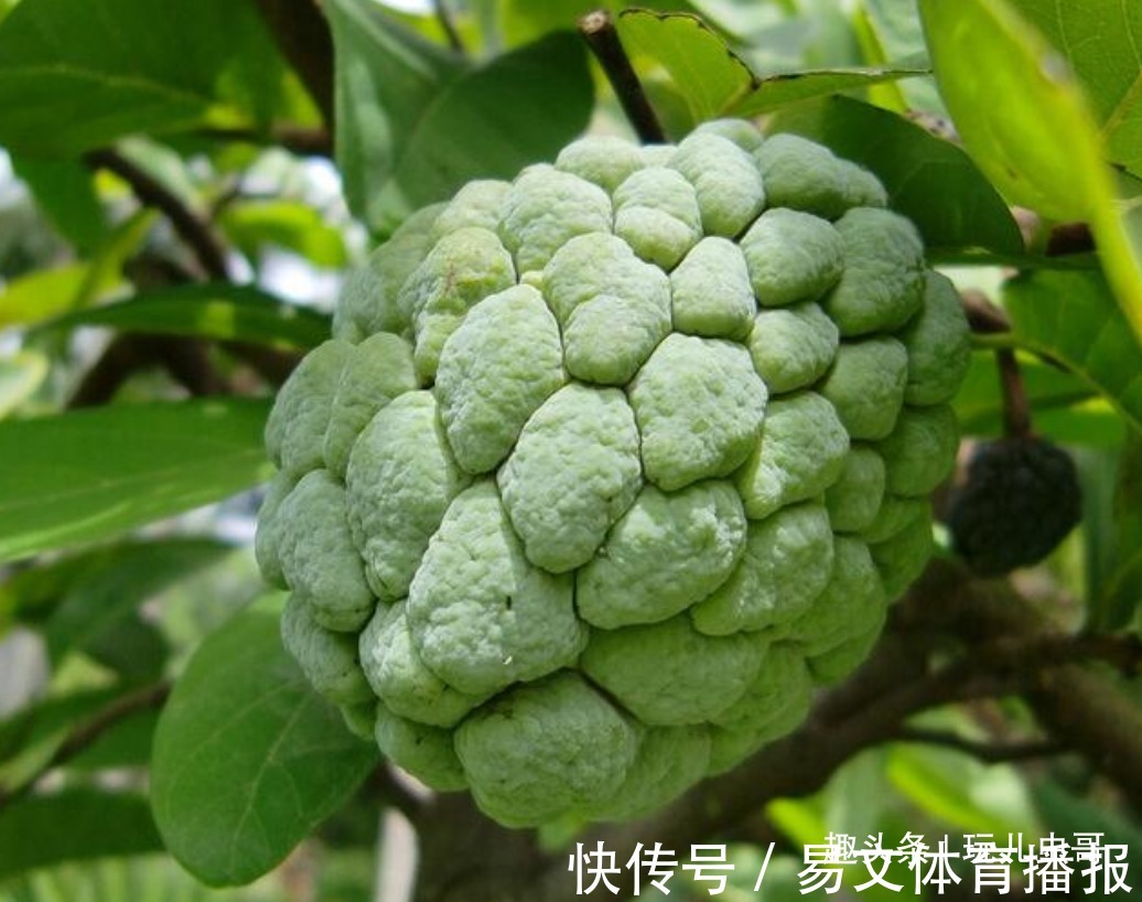 种植|释迦果美白肌肤，延缓衰老，掌握四点，种出优质营养的释迦果来！