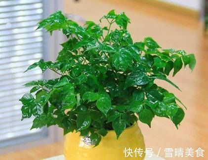 枝头|盆里扔2样东西,虫子全死光,叶子油光瓦亮,花苞挂满枝头!