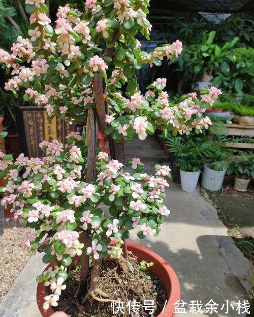 长成|家里养金枝玉叶,做好几件事,枝繁叶茂,长成小老桩!