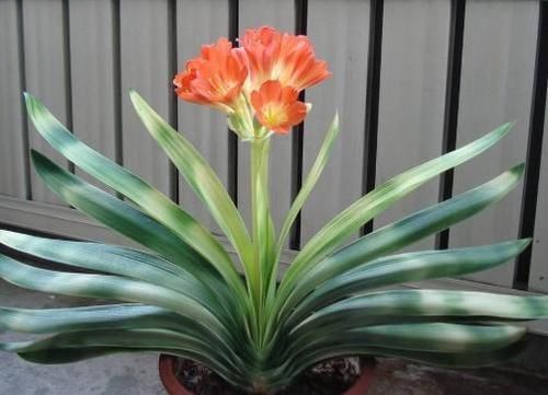 君子兰|君子兰夹箭不开花,别慌,学会这些轻松搞定