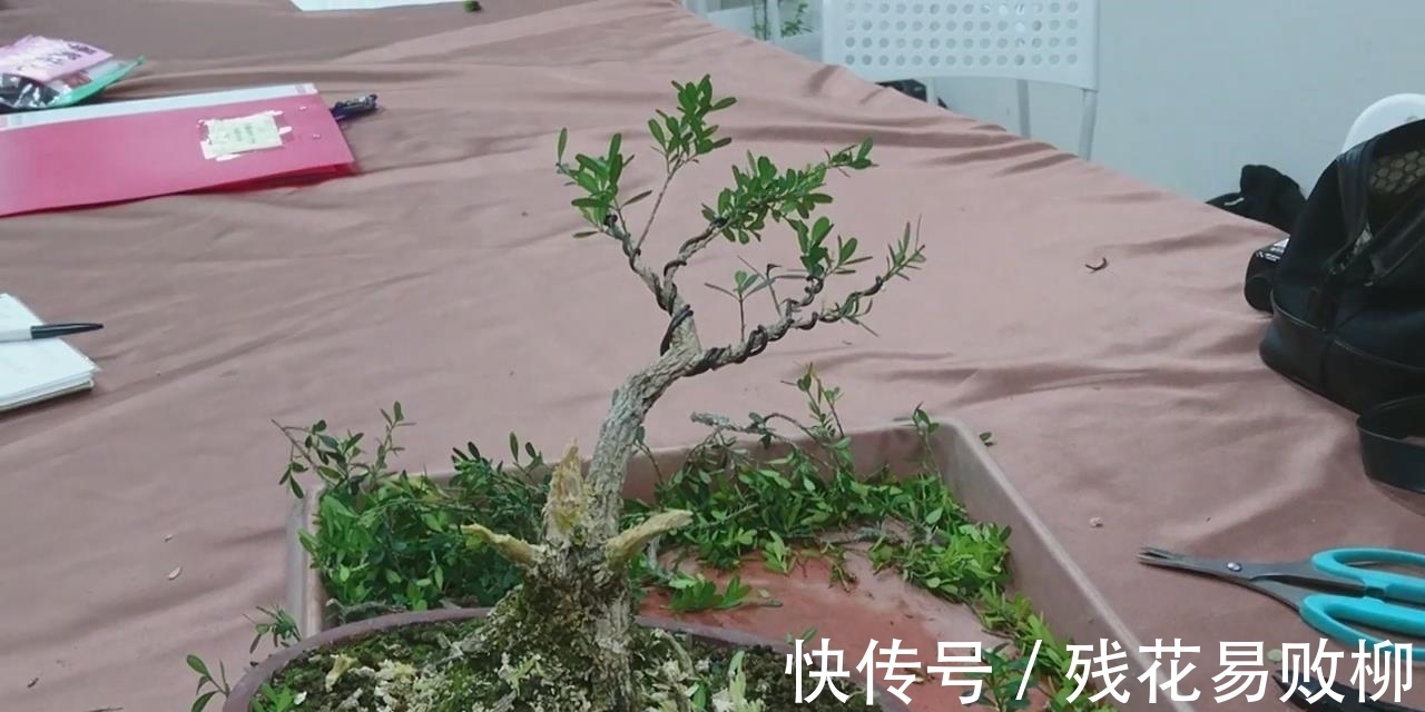 树型|要想盆景后期造型好,前期审桩很重要