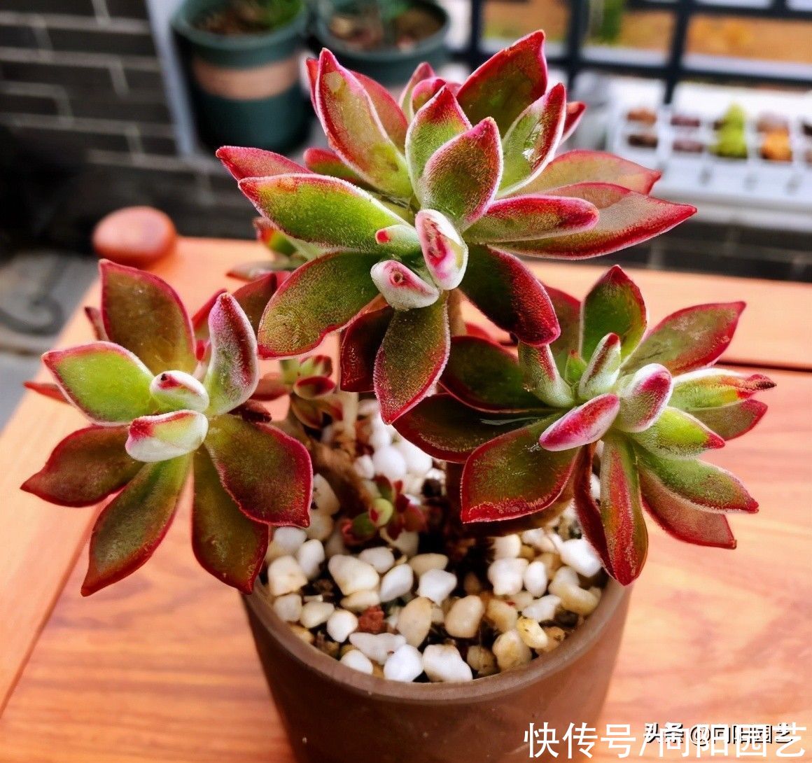 水培多肉|多肉不发根，用“蛭石”催根，效果非常好，不出7天长出毛细根