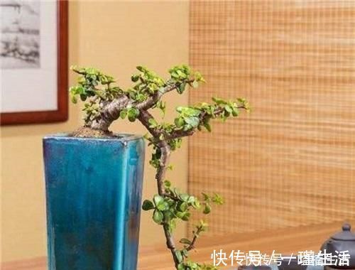 盆景太贵玩不起这花便宜得很,修修剪剪成老桩价值高