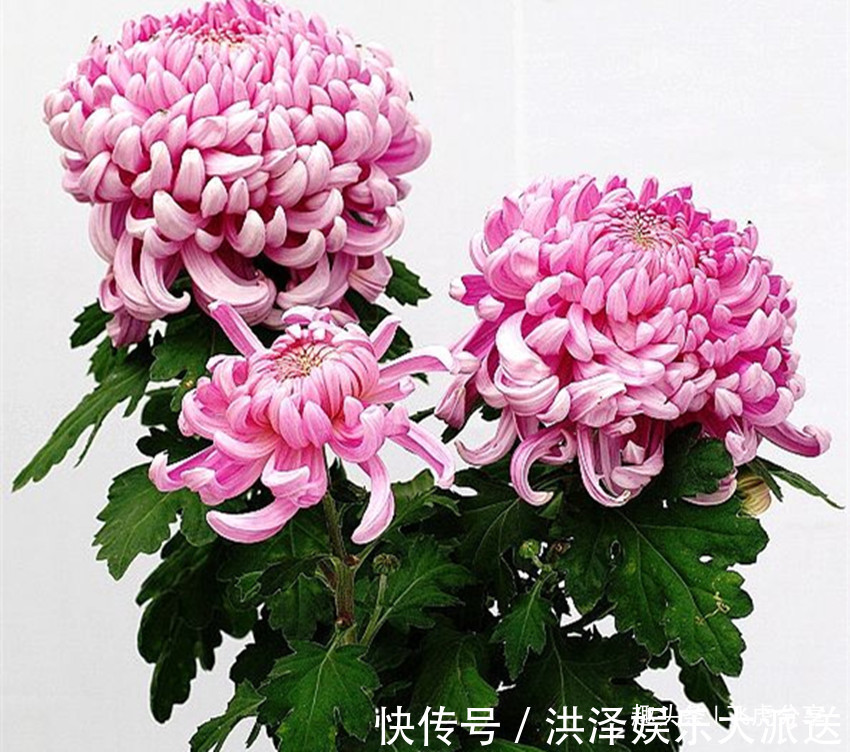 菊叶|养菊花按四个方法，植株长得粗又旺，不黄叶猛开花，超级棒