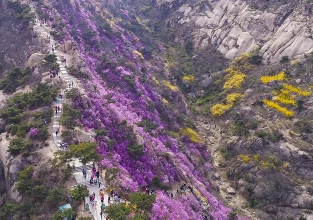 官宣！第16届青岛西海岸杜鹃花会3月20日正式启幕