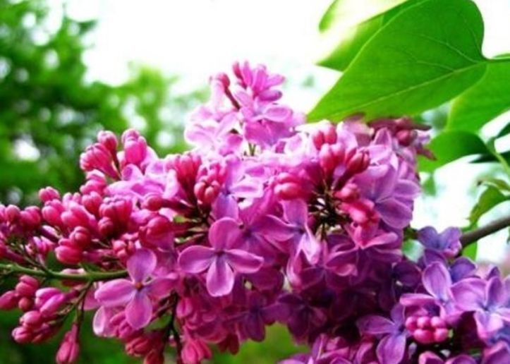 蔓性风铃花蔓性风铃花|这款花，好养易爆盆，花开娇丽轻盈，绚丽多姿，养在客厅美极了