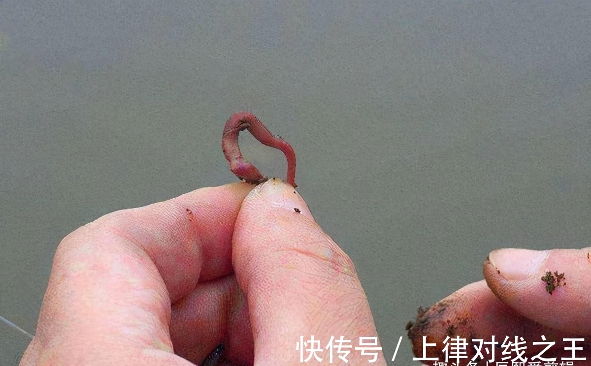 降温天鲫鱼怎么钓?掌握好这两点,大板鲫连竿不再难