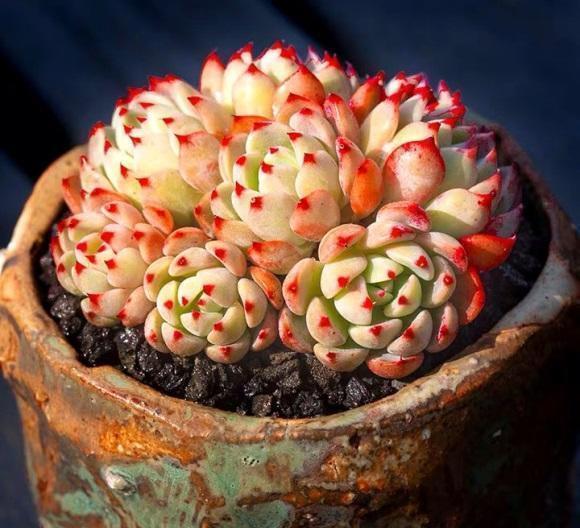 浇水|三伏天养多肉,必须进入懒人模式,不管不问,多肉反而长得好