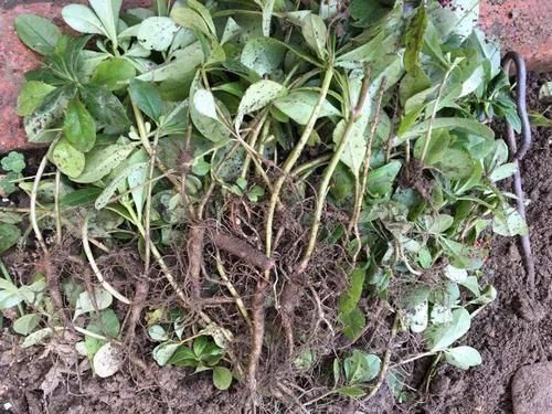 中年|一种人参,南方当菜种,只吃叶子不挖根,殊不知根部珍贵