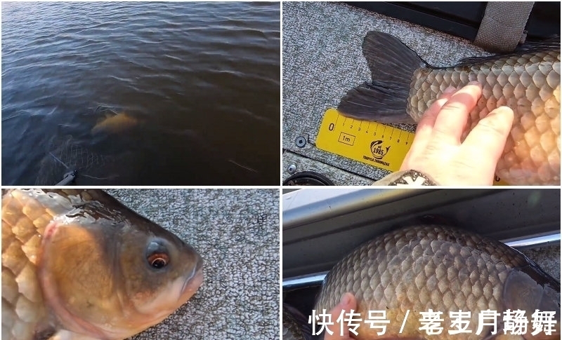 野生鲫鱼能长到半米长?北方钓友无人区钓起5.2斤野生大板鲫