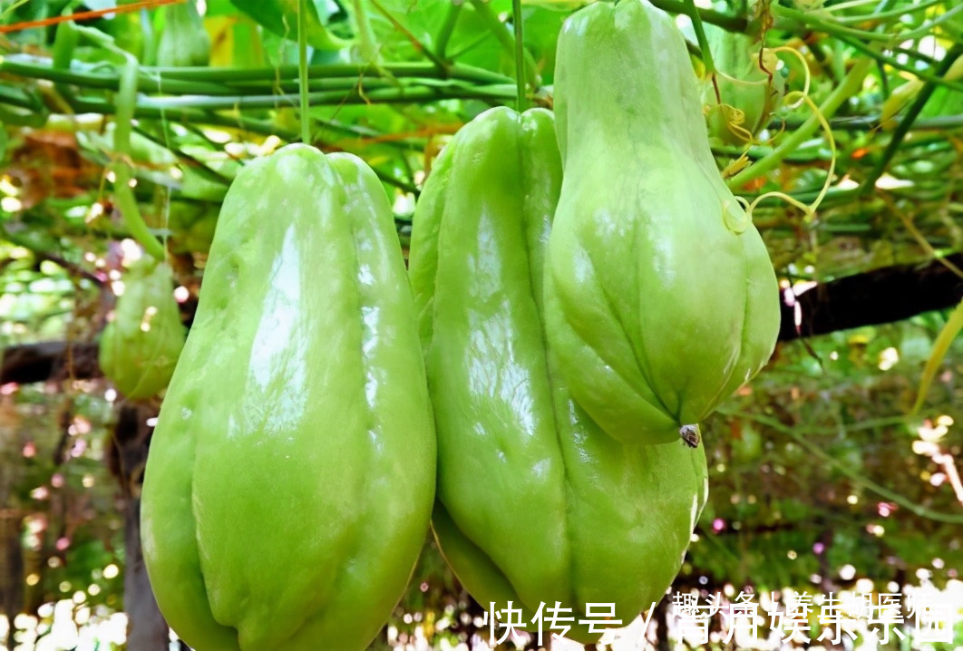 强身健体|女性过了30岁,不妨多吃三食物,补充营养,延缓衰老,好处多多