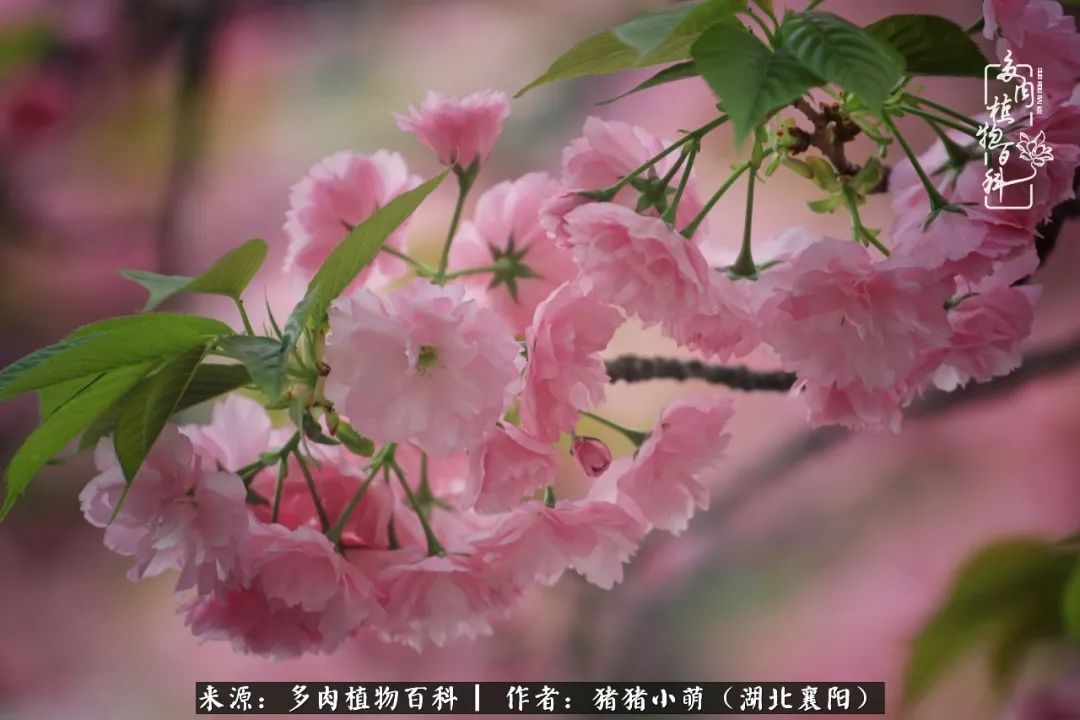 一花一世界,一肉一欢喜!遇见多肉,重新发现生活的美!