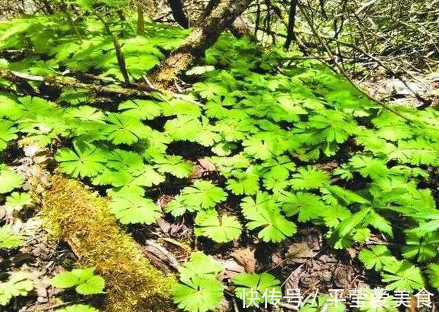 生存|秦岭发现奇特植物，只有一叶一花，很娇弱却从恐龙时代生存到现在