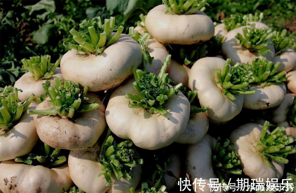 名蔬|种植超2000年,常被误认成萝卜,如今成我国出口名蔬,常做成腌菜