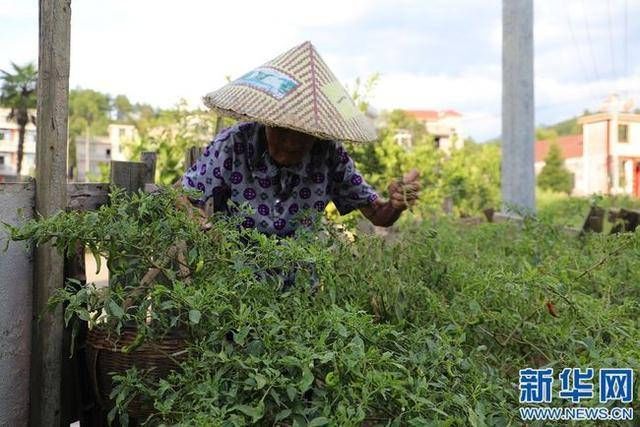 吴细姬|儿孙“花式宠爱”，百岁奶奶成网红