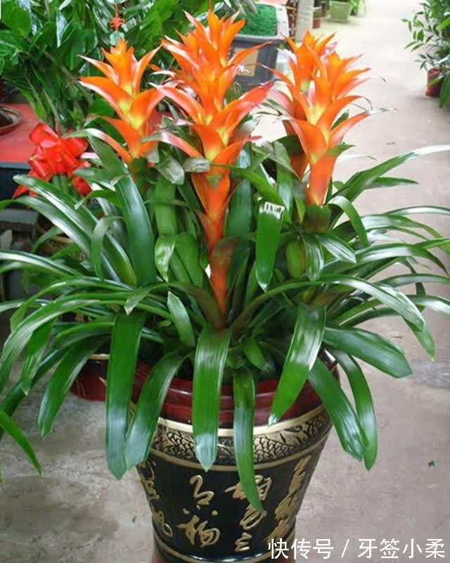 吉祥|7种寓意“旺财”的花,适合养在家里,看着就有好兆头