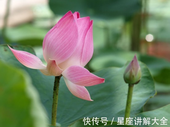 财运|11月26日开始，运势节节高，4属相财运旺盛，生活金玉满堂