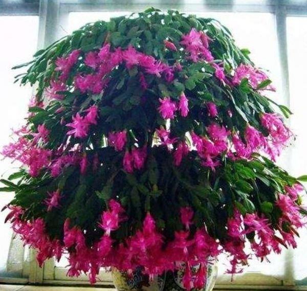 养花就养个花期长的,花大色艳,人见人爱,养100盆也不多!