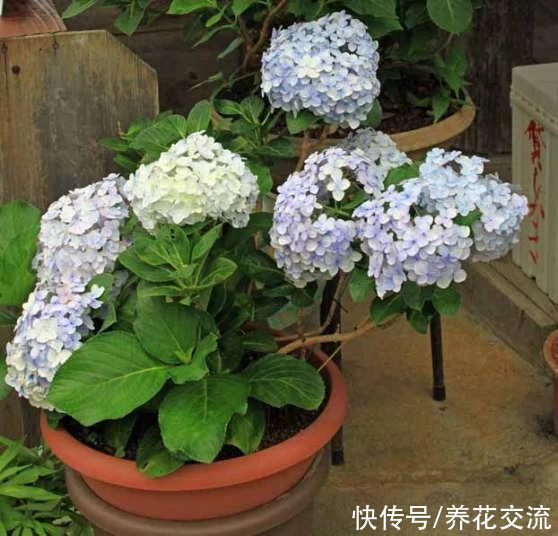 修剪|盆栽绣球花养护指南，教你如何养开花，怎么施肥和度夏
