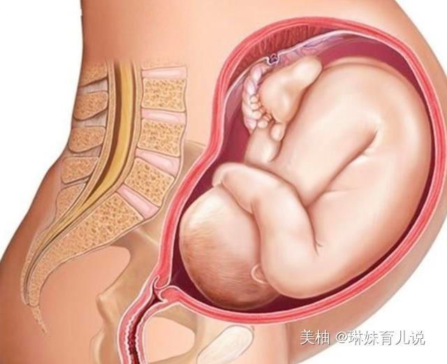 肚子|孕妈的肚子怎么可以那么大看看内脏被挤成啥样,女人当妈不容易