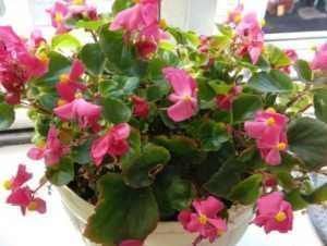 3种花养在阳台直接美爆,不怕晒,不怕热,繁花似锦,花美心情好