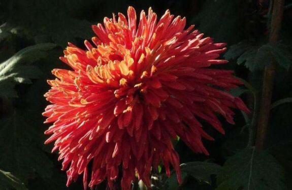 此款花卉,好养易爆盆,1年四季开不停,颜色漂亮又好养