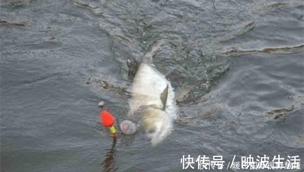 鱼道|夏季手竿钓鲢鳙的诱鱼之道，鲢鳙成群进窝，连竿到手抽筋