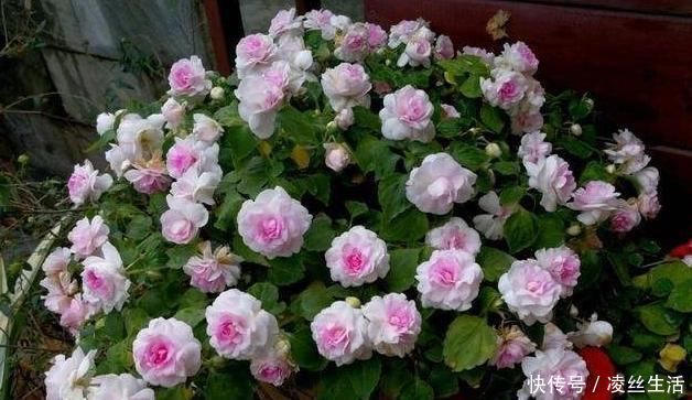 枝条|6种花不能长太高,长高就得剪,因为越矮开花越多,越矮越漂亮