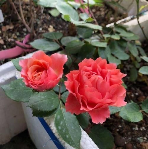 养月季没有那么复杂,“两种肥”轮流给,花苞更多叶子绿