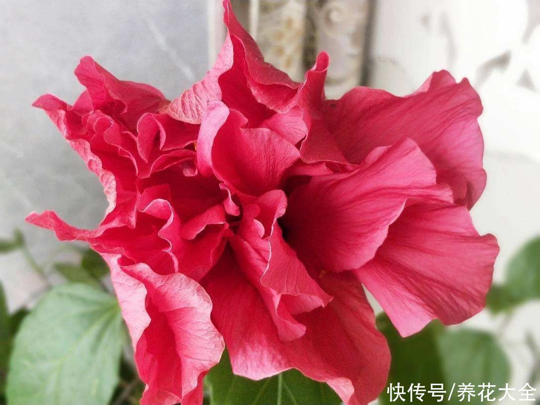 在家里养扶桑，只要温度合适，一年四季都能开花