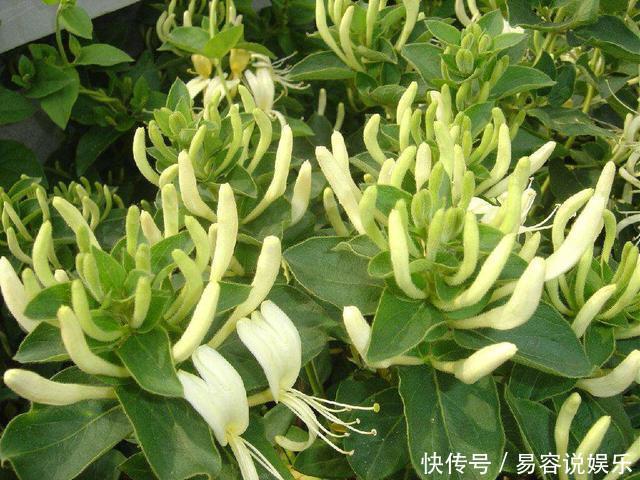 月季|这“4种花”，耐高温，开花多，种在屋顶、露台，开成漂亮小花园