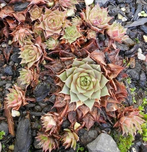  特别|常年“爆崽”的长生草多肉，原来是开完花就挂，你能将它养好么？