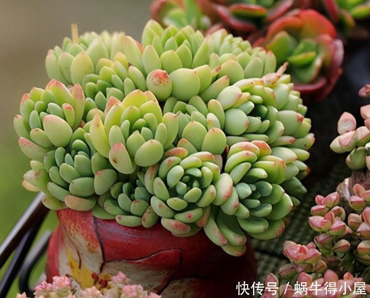 光照|5月，养多肉先检查一遍，看看它们有没有这些症状，休眠了？