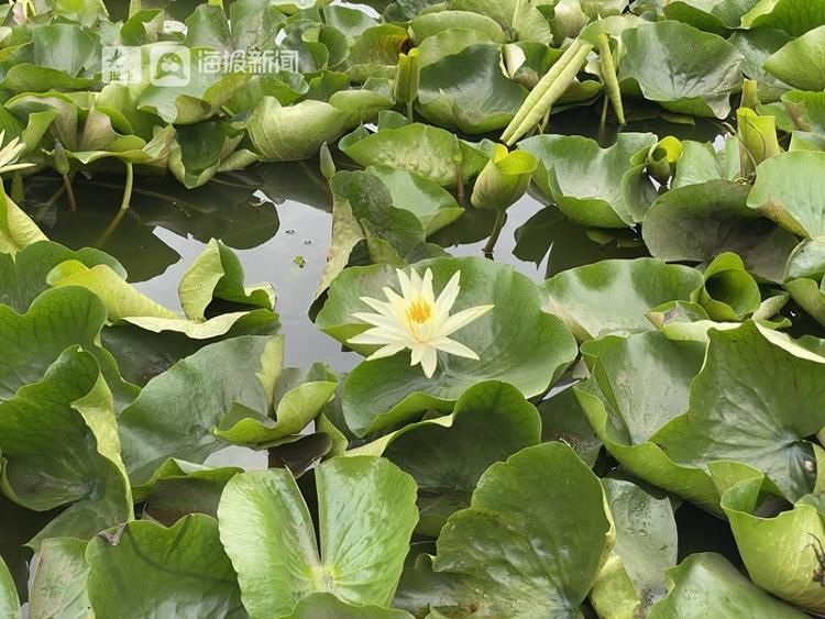 青如夏花 看这就是胶州的 夏雨荷 粉紫色