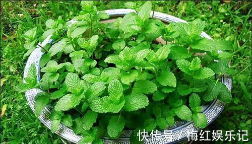 碰碰香|能“养人”的四种花，好养不怕热，可凉拌可泡茶，还能驱蚊子