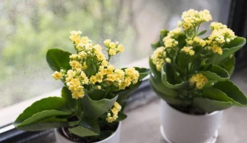 如何让阳台变成花园?跟着养护专家做,花期长管理省心