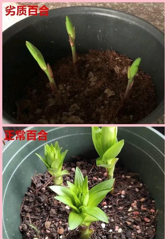 别让这花长太高，小心变成“韭菜”，再也不开花