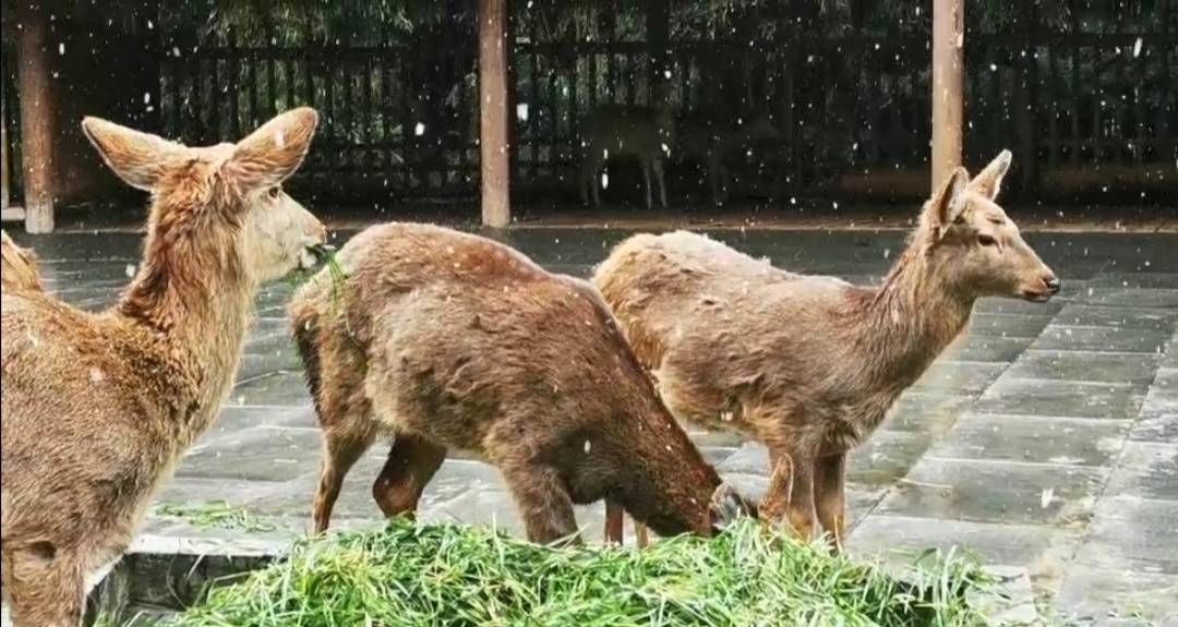 诸葛亮杜甫赏过什么样的雪？下雪天成都人组团穿越博物馆