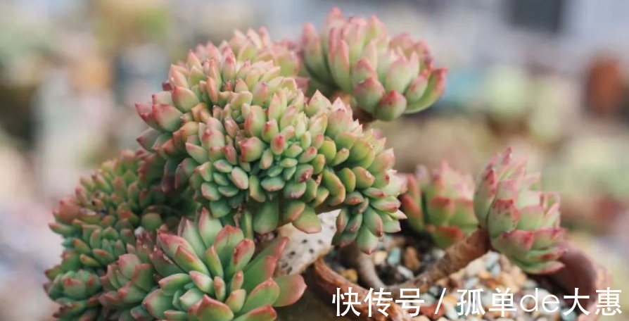 养多肉遇到这三个现象，千万别置之不理，很有可能是在像你求救