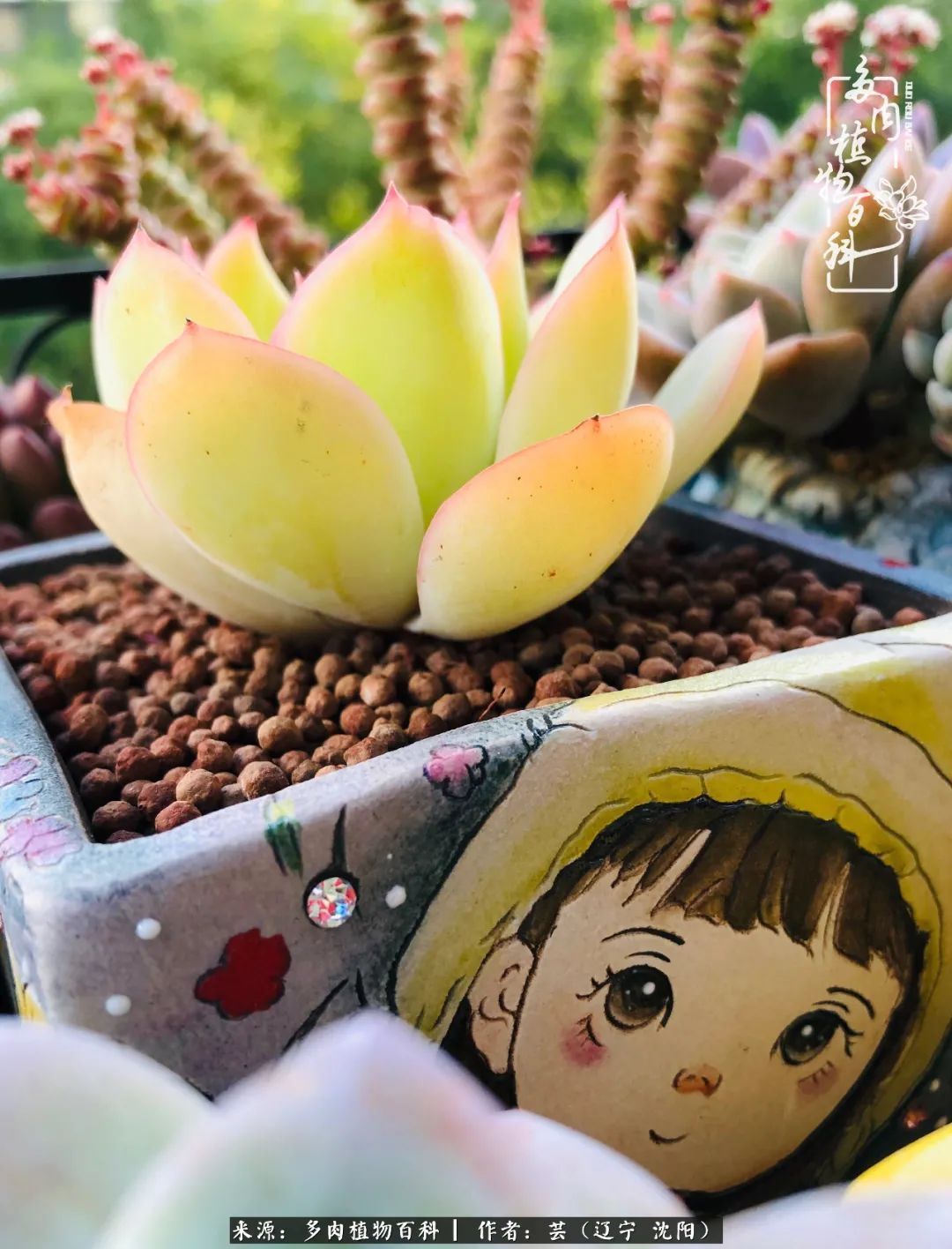 血罗|万物皆有灵性，一年四季有多肉陪伴真好！